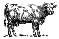 Z Farmy V Čečkovicích